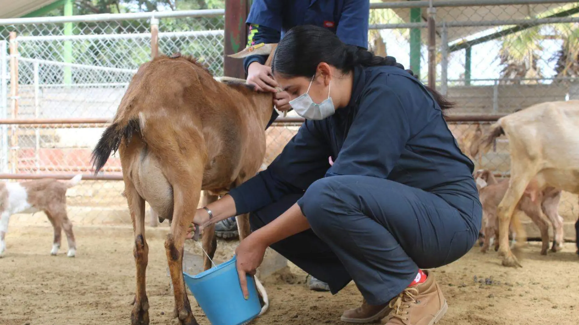 Esduio UABCS rural ganado